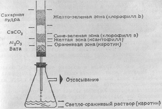 Разделение зеленого красителя листьев методом колоночной адсорбционной хроматографии