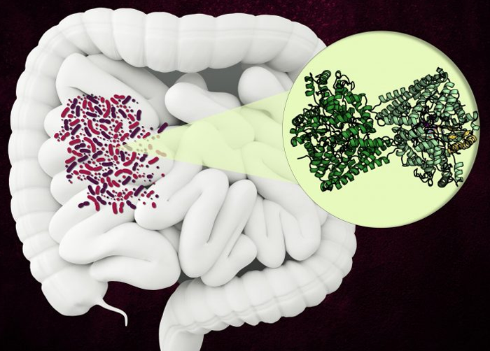 Обнаружен необычный бактериальный фермент, который может стать новой мишенью для антибиотиков