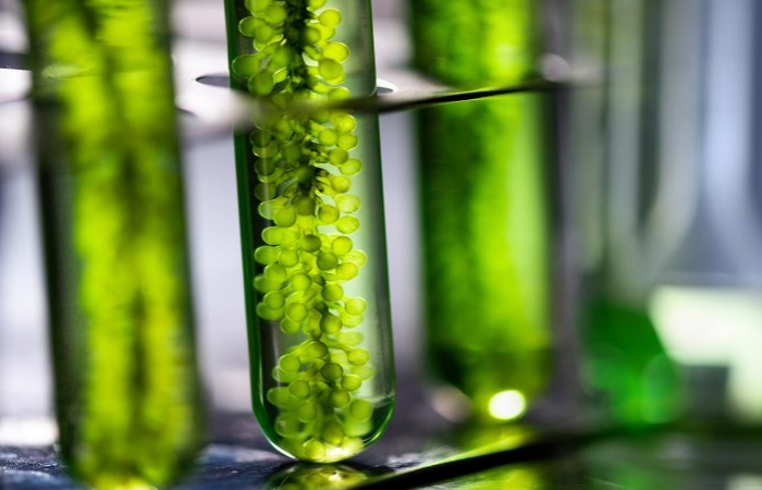 Ученые пересматривают вопросы биоэнергетики и фотосинтеза