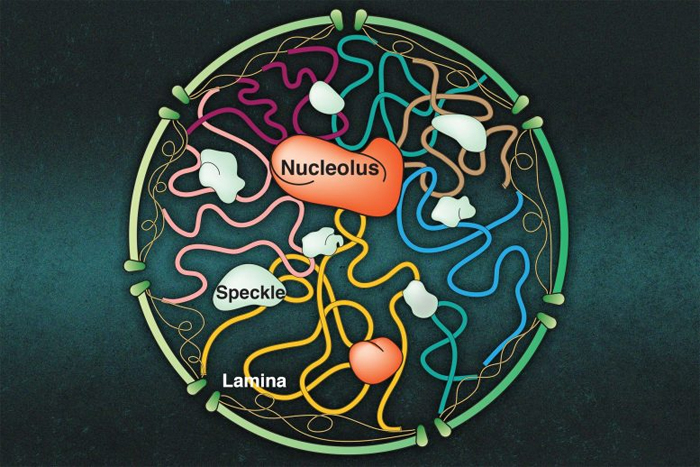 Как молекулярные кластеры в ядре клетки взаимодействуют с хромосомами