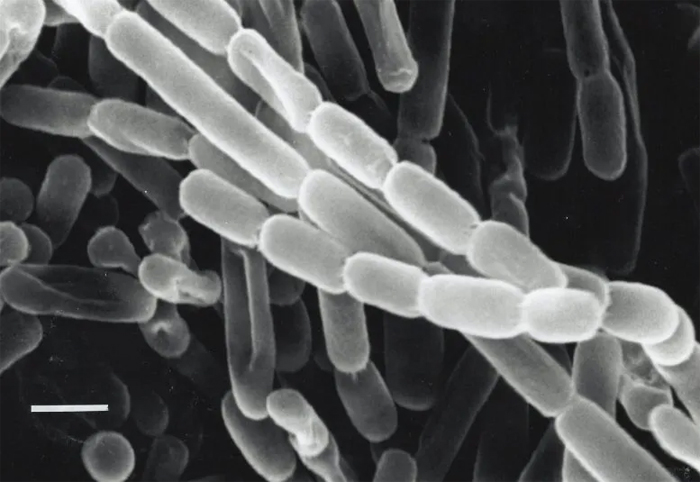 Kitasatospora Setae Bacterium Slac