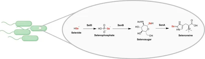 Путь биосинтеза селена