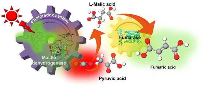 Синтез фумаровой кислоты из CO2 с использованием солнечной энергии
