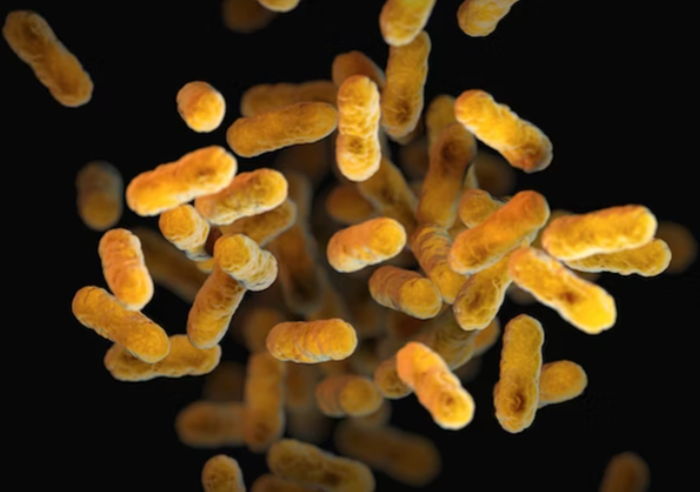 Бактерии и их роль в жизнедеятельности человека