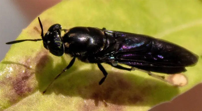 Ученые превращают мух в биоразлагаемый пластик
