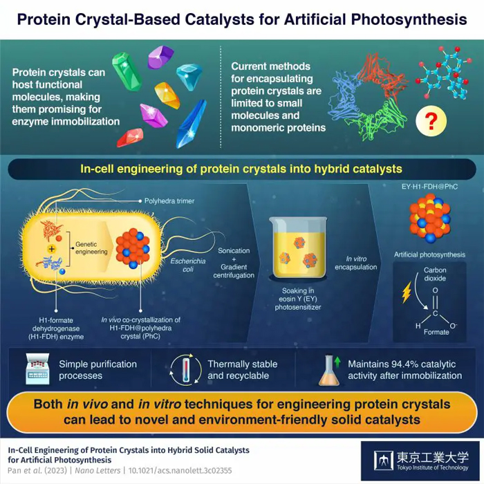 Катализаторы на основе белковых кристаллов для искусственного фотосинтеза