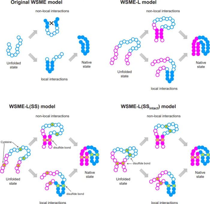 Модели сворачивания белков