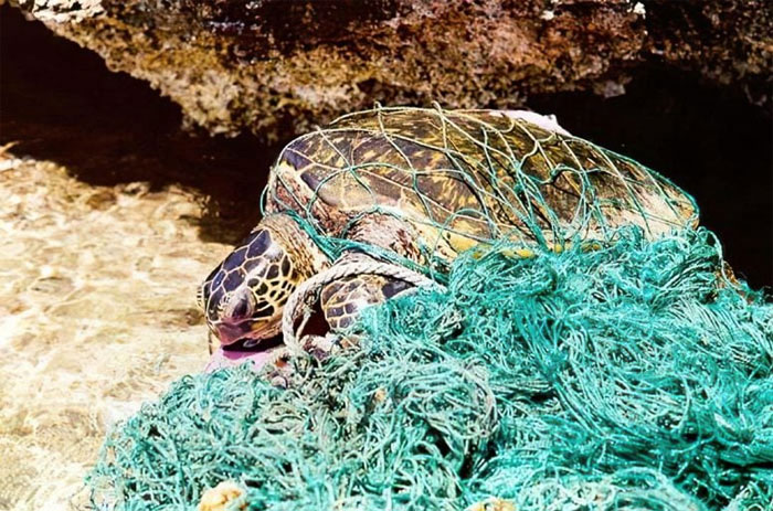 Морская черепаха запуталась в брошенной рыболовной сети